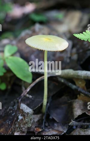 Bolbitius titubans, auch als Bolbitius vitellinus bekannt, die gemeinhin als Gelb Fieldcap oder Eigelb, Fieldcap Wild Mushroom aus Finnland Stockfoto