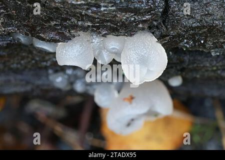 Neobulgaria pura, auch Ombrophila pura genannt, bekannt als Buche Jellydisc, wilder Pilz aus Finnland Stockfoto