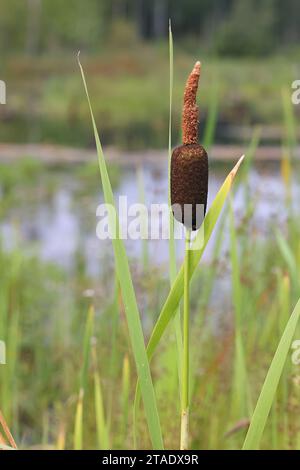 Bulrush, Typha latifolia, auch bekannt als Broadleaf Cattail oder Great reedmace, wilde Pflanze aus Finnland Stockfoto