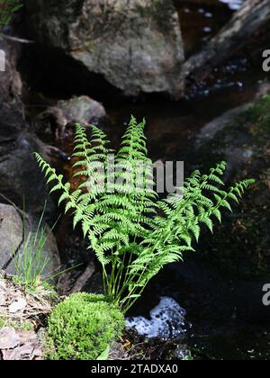 Athyrium filix-femina, allgemein bekannt als Lady-Farn oder Common Lady-Farn, wilde Pflanze aus Finnland Stockfoto