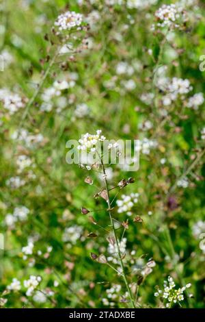 Unkrautgarten, Pflanze, Hirtenbeutel, Capsella bursa-pastoris, Ruderal, Pflanzen, Unkraut im Garten, blühend Stockfoto