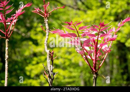 Rosa, Blätter, Toona sinensis, chinesisches Mahagoni, Sträucher, Chinesische Zeder, Frühling, Pflanze Stockfoto