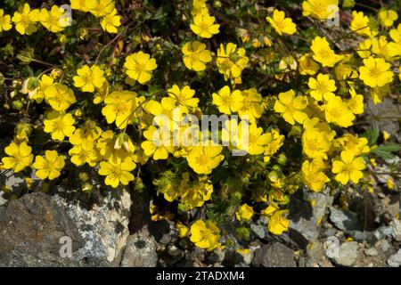 Potentilla crantzii, das Alpenzinquefoil, ist eine blühende Pflanze aus der Familie der Rosaceae. Stockfoto