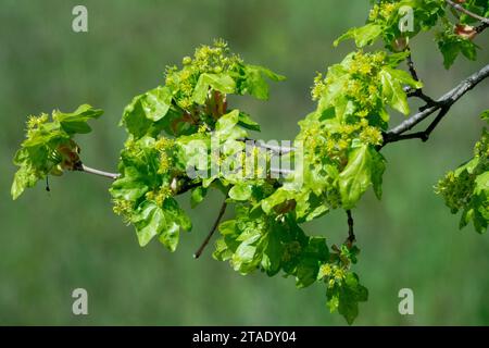 Frühlingszweig mit neuen Blättern und Blüten, Ahorn, Acer Campestre Stockfoto