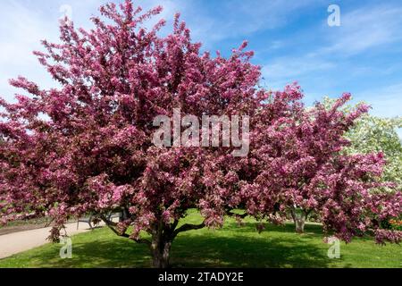 Lila Malus, Krabbenapfel, Blüte, Garten, Baum, Malus x moerlandsii 'üppig' schönes Frühlingswetter im Garten blühender Baum Stockfoto