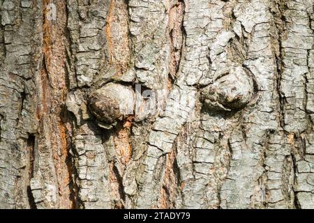 Ulme, Rinde, Textur, Ulmus x hollandica 'Commelin' Stockfoto