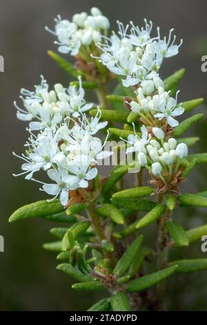 Rhododendron groenlandicum früher Ledum groenlandicum oder Ledum latifolium blühender Sträucher mit weißen Blüten Stockfoto