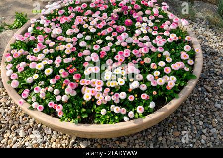 Großer Behälter mit englischen Gänseblümchen, Bellis perennis Stockfoto