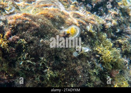 Unterwasserpflanzen und Algen, padina pavonica Arten, wachsen auf Felsen nahe der Meeresoberfläche - Schnorcheln in Limni, Griechenland Stockfoto