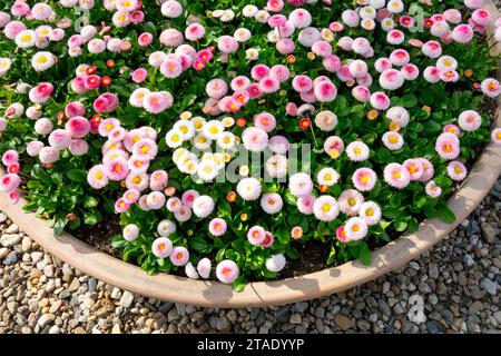 Blühbehälter, englische Gänseblümchen, Garten, Bellis perennis, Frühling, Pflanzen Stockfoto