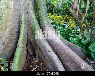 Stark strukturiert, stachelig, Stamm des Kapok-Baumes, Ceiba Pentandra, mit Farfugium Japonica im Hintergrund. Natürliches kommerzielles Pflanzenporträt. Stockfoto