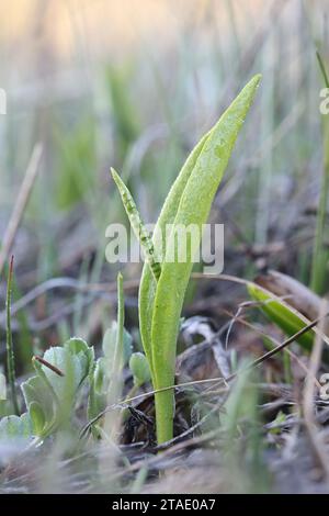 Ophioglossum vulgatum, allgemein bekannt als Adderzunge, Adderstongue oder Adderstongue Farn, Wildpflanze aus Finnland Stockfoto