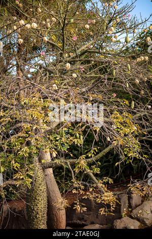 Seltsam schöner Kapokbaum (Ceiba pentandra) und Blumen Stockfoto