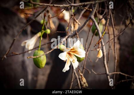 Seltsam schöner Kapokbaum (Ceiba pentandra) und Blumen Stockfoto