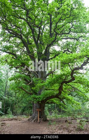 Rappeiche, quercus robur, Urwald Urwald Sababurg, Hofgeismar, Weserbergland, Hessen, Deutschland Stockfoto