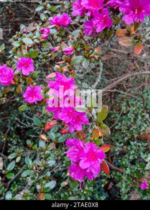 Atemberaubend farbenfrohe Rhododendron „Amoenum“ blüht im frühen Winter. Natürliches Nahaufnahme hochauflösendes Pflanzenporträt mit negativem Raum Stockfoto