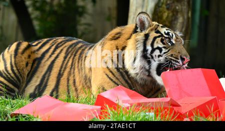 Tiger, Erdmännchen und Eichhörnchenaffen beginnen am Donnerstagmorgen (November 30) den Countdown bis Weihnachten – drei sehr unterschiedliche Adventskalender im Londoner Zoo eröffnen. Die vom Aussterben bedrohten Sumatra-Tiger Zac, Crispin, Gaysha und Asim gehen auf eine festliche Duftspur aus Zimt und Muskatnuss zu einem Adventsturm, während die bolivianische Schwarzkappen-Affentruppe ihre Beweglichkeit unter Beweis stellt, während sie zwischen hängenden Adventsbeuteln nach ihren Lieblingsspeisen suchen. Anderswo gibt es Erdmännchen, Meko, Penelope, Dracula und Frank, wird mit ihrem eigenen Kalender ... aufwachen Stockfoto