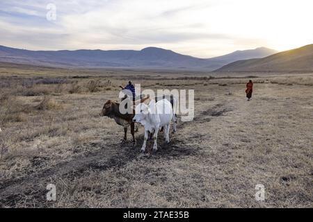 Tansania, Region Arusha, Malanja, die Rückkehr der Herde in das Dorf, begleitet von Massai-Hirten Stockfoto