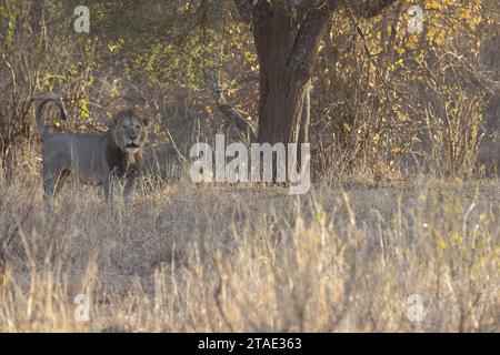 Tansania, WMA (Wildlife Management Area) von Randilen, Bezirk Monduli, Region Arusha, ein männlicher Löwe in der Trockenzeit Stockfoto