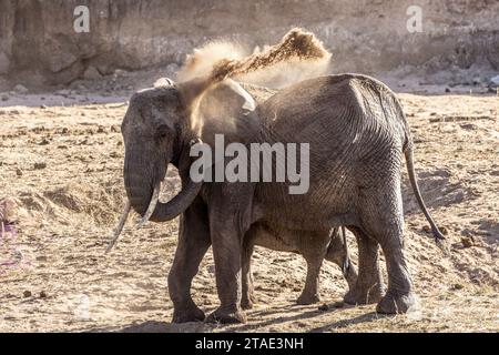 Tansania, WMA (Wildlife Management Area) von Randilen, Bezirk Monduli, Region Arusha ein Elefant streut Sand mit seinem Stamm um das Wasserloch Stockfoto