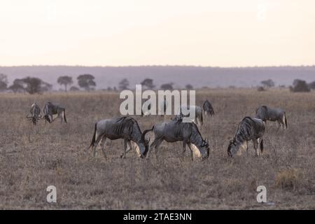 Tansania, WMA (Wildlife Management Area) von Randilen, Bezirk Monduli, Region Arusha, eine Herde von Gnus in der Abenddämmerung Stockfoto