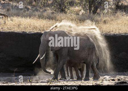 Tansania, WMA (Wildlife Management Area) von Randilen, Bezirk Monduli, Region Arusha ein Elefant streut Sand mit seinem Stamm um das Wasserloch Stockfoto