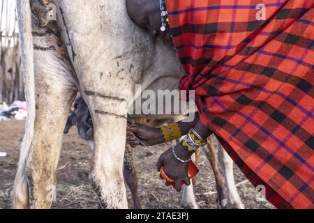 Tansania, Region Arusha, Malanja, nachdem die Herde ins Dorf zurückkehrt, melkt eine Massai-Frau eine Kuh in einen Becher Stockfoto