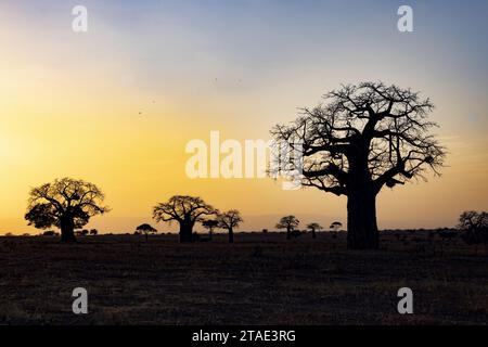 Tansania, Wildtiere, WMA (Wildlife Management Area) von Randilen, Baobas bei Sonnenuntergang Stockfoto