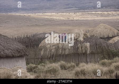 Tansania, Region Arusha, Malanja-Frau ersetzt das Stroh auf dem Dach ihres Hauses in einem Massai-Dorf Stockfoto