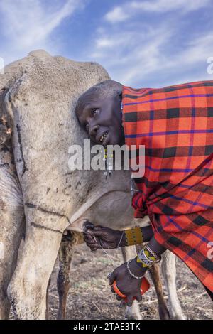 Tansania, Region Arusha, Malanja, nachdem die Herde ins Dorf zurückkehrt, melkt eine Massai-Frau eine Kuh in einen Becher Stockfoto