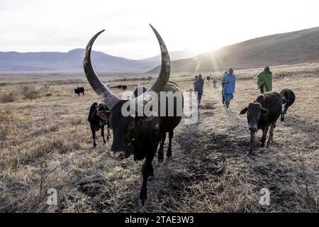 Tansania, Region Arusha, Malanja, die Rückkehr der Herde in das Dorf, begleitet von Massai-Hirten Stockfoto