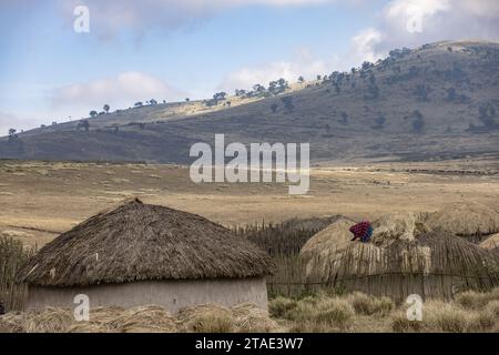 Tansania, Region Arusha, Malanja-Frau ersetzt das Stroh auf dem Dach ihres Hauses in einem Massai-Dorf Stockfoto