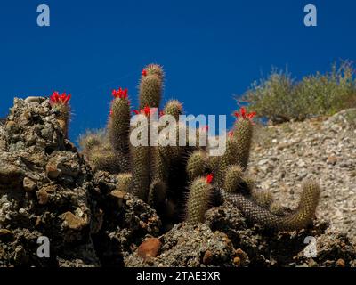 Ein wilder Kaktus in der Bucht von Magdalena Isla Santa Margarita baja california sur Stockfoto