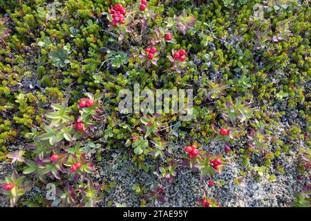 Norwegen, Nordland County, Lofoten-Inseln, schwedischer Dogwood (cornus Suecica) Flechtenteppich Stockfoto