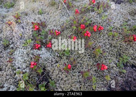 Norwegen, Nordland County, Lofoten-Inseln, schwedischer Dogwood (cornus Suecica) Flechtenteppich Stockfoto