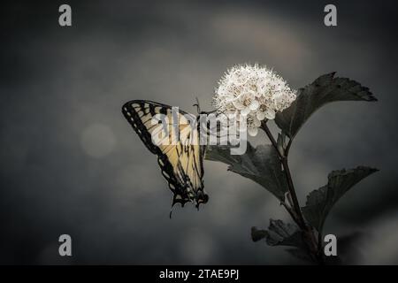 Prächtiger Schmetterling, der in einem geheimnisvollen Garten aus einem Märchen erscheint Stockfoto