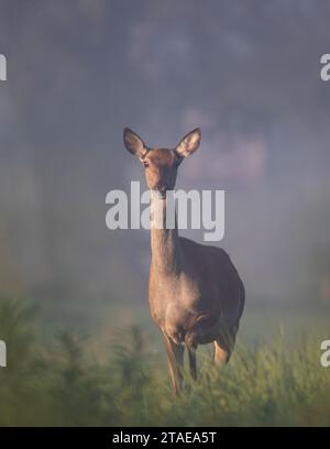 Porträt der Hintern (weibliches Rotwild), die am nebeligen Morgen auf der Wiese steht und in die Kamera blickt. Wildtiere in natürlichen Lebensräumen Stockfoto