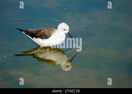 Frankreich, Mosel, Rhodos, Sainte Croix Wildpark parc Anialier de Sainte-Croix, Rhodos, Schwarzflügelstelze (Himantopus himantopus), Reflexion im Wasser Stockfoto