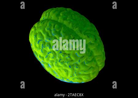 Anatomisches Modell des menschlichen Gehirns auf schwarzem Hintergrund. Stockfoto