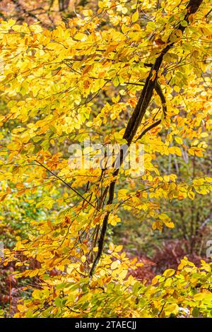 Herbstfarben im Royal Forest of Dean - Eine Buche in Cannop Ponds, Gloucestershire, England, Großbritannien Stockfoto