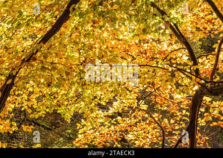 Herbstfarben im Royal Forest of Dean - Eine Buche in Cannop Ponds, Gloucestershire, England, Großbritannien Stockfoto