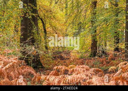 Herbstfarben im Royal Forest of Dean - Woodland bei Parkend, Gloucestershire, England, Großbritannien Stockfoto