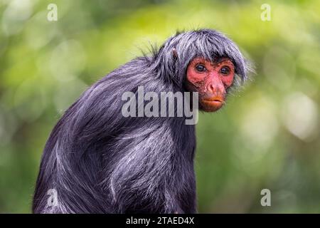 Frankreich, Französisch-Guayana, Schwarzer Spinnenkaffe (Ateles paniscus) Stockfoto