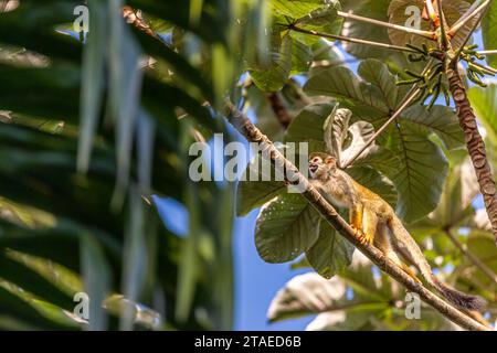 Frankreich, Französisch-Guayana, Rémire-Montjoly, auf dem Wanderweg Rorota, gewöhnlicher Saimiri-Affe oder Eichhörnchenaffen (Saimiri saimiri sciureus) in einem Kanonenwald (Cecropia) Stockfoto
