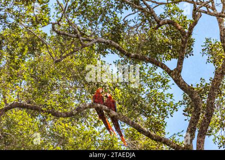 Frankreich, Französisch-Guayana, Sinnamary, Petit Saut See, Paar Scharlach Aras (Ara macao) Stockfoto