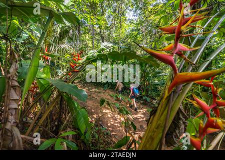Frankreich, Französisch-Guayana, Rémire-Montjoly, Wanderer auf dem Rorota Trail Stockfoto