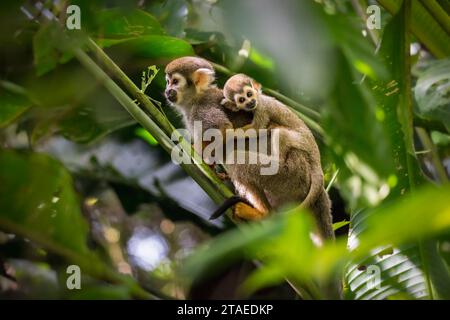 Frankreich, Französisch-Guayana, Rémire-Montjoly, Sentier du Rorota, weibliche Saimiri oder Eichhörnchenaffen (Saimiri saimiri sciureus), die ihre Jungen auf dem Rücken tragen Stockfoto