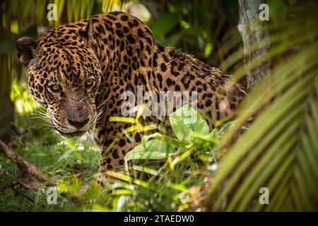 Frankreich, Französisch-Guayana, Jaguar (Panthera onca) Stockfoto