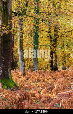 Herbstfarben im Royal Forest of Dean - gemischte Buchen- und Eichenwälder in der Nähe von Parkend, Gloucestershire, England, Großbritannien Stockfoto