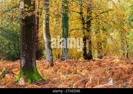 Herbstfarben im Royal Forest of Dean - gemischte Buchen- und Eichenwälder in der Nähe von Parkend, Gloucestershire, England, Großbritannien Stockfoto